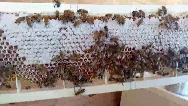 Пчёлы несут мёд