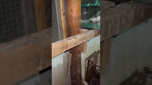 Узбекские голуби на показ есть на продажу +7 708 625 3267(12Алик Судраб Казахстан) Pigeon Uzbekista