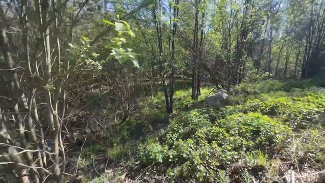 10 соток у Озера, 15 мин от СПб, шоссе смотреть онлайн