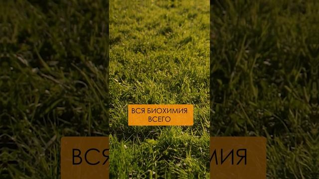 Секрет здоровья в ЭТОМ масле! #ароматерапевт #здоровье #ладан смотреть онлайн