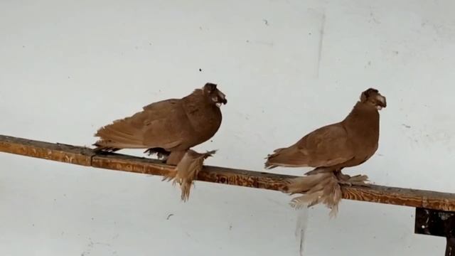 Узбекские голуби Талгата Пашекеева г. Арысь, Казахстан 🇰🇿 Usbekische Tauben