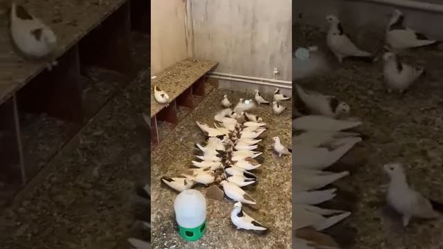 шейки двухчубые мои смотреть онлайн