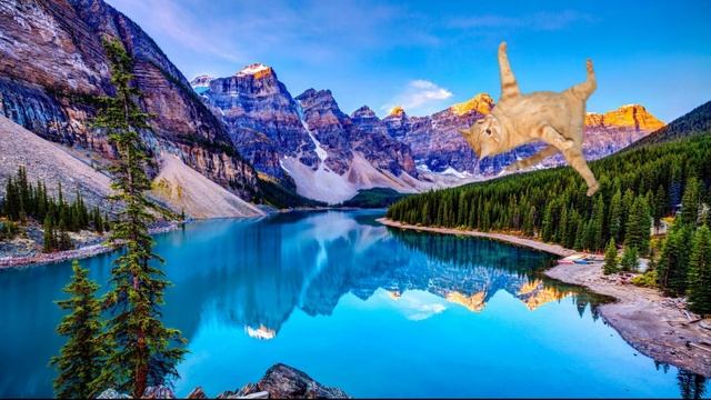 Кот летает под музыку из смешариков