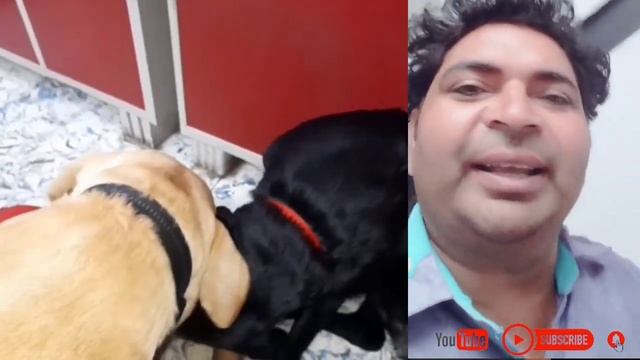 coco and anjel | dog and woman love | enimal and woman love |knowledge light vlogs смотреть онлайн