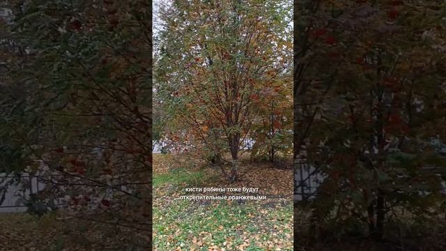 ЗОЛОТАЯ осень и рябина.