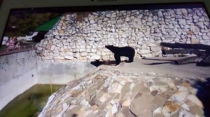 Московский зоопарк. Бурый медведь.