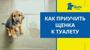 Как приучить щенка к туалету на пеленку и на улицу? Сколько раз в день надо гулять с щенком?