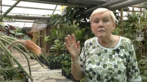 Царица ночи.