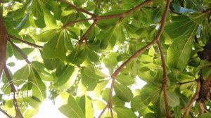 Ланфрен ланфра (Лети моя голубка) Песни из кино 70-80х Вадим Ибрянов