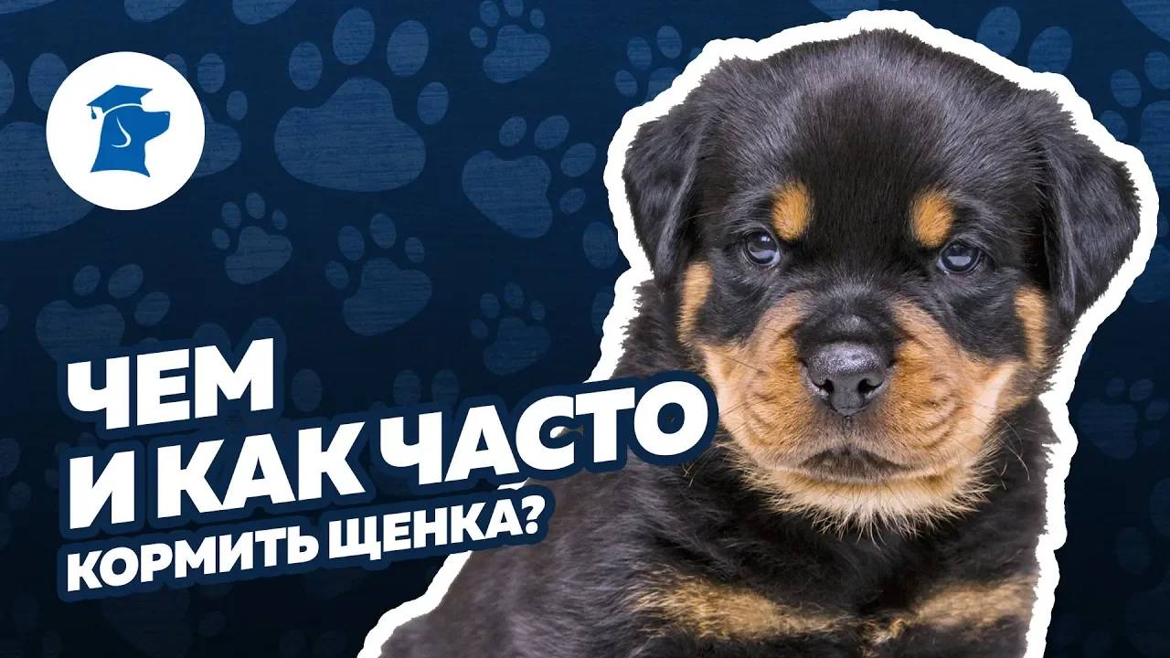Чем кормить щенка, сколько раз кормить щенка смотреть онлайн