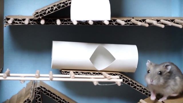 Hamster Escape The Cardboard Maze - Hamsterious