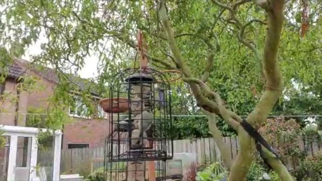 Blue Tits feeding in the garden | Dan's plot diary смотреть онлайн
