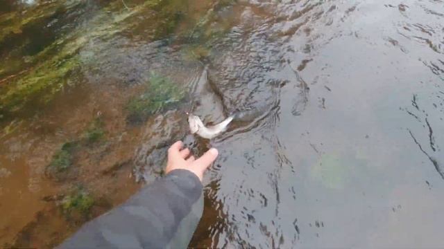 Евронимфинг ( Euronymphing). Ипытания новой нимфовой удочки от Kola Salmon. Второй день. смотреть онлайн