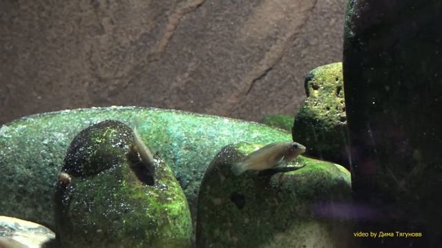 Eretmodus Cyanostictus Kantalamba