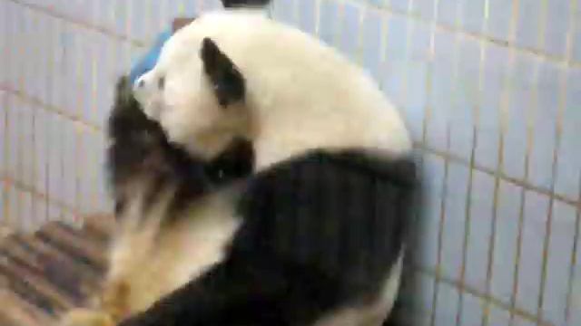 YongBa got a broken leg, somebody got a broken heart - hold the injured leg смотреть онлайн