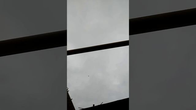 8 марта 2022 год голуби Алматы Казахстан