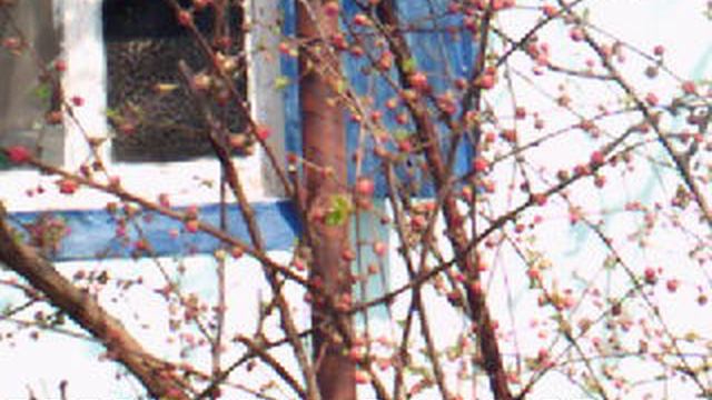 DSCF0001  Пасхальная роза 2020