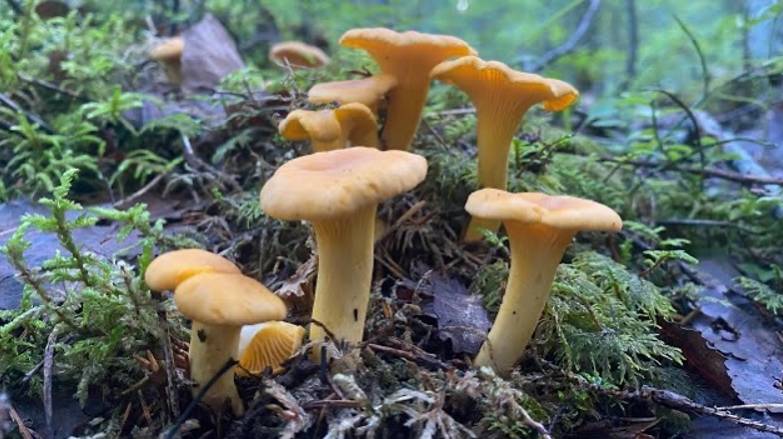 Новости из леса. Сбор лисичек в еловом лесу. Тихая охота 2022 смотреть онлайн