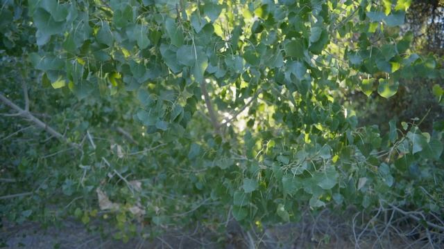 Olympus OM Zuiko 35mm f2 - Test Footage смотреть онлайн