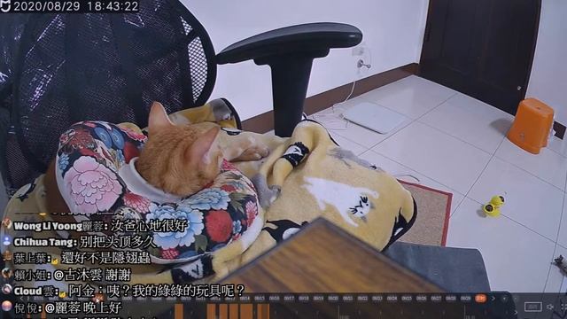 【直播】蒸挪威鮭魚~MiMi醬拜託請你一定要喜歡！20200829(MiMi醬&黑妞&阿金&黑輪 歐戀) смотреть онлайн