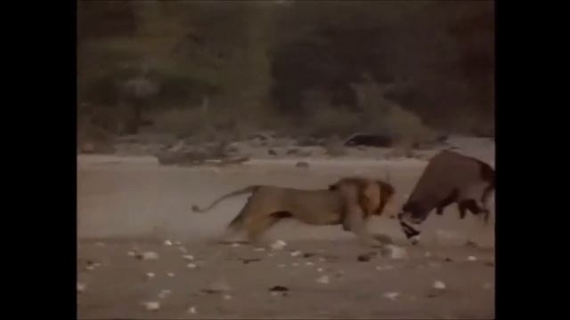 ELEPHANTS: THE GIANTS OF ETOSHA