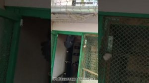 Голуби  Ташкента Д.Дилшода Pigeons