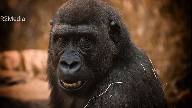 Similarities between gorillas and humans. смотреть онлайн