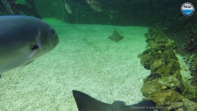 2023_01_08 - Дайвинг в океанариуме Крокус Сити смотреть онлайн