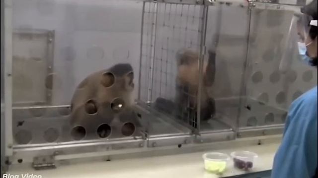 ОПЫТ С КАПУЦИНАМИ смотреть онлайн