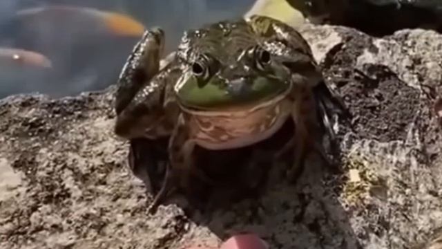 ЛЯГУШКА🐸🐸🐸🐸 смотреть онлайн