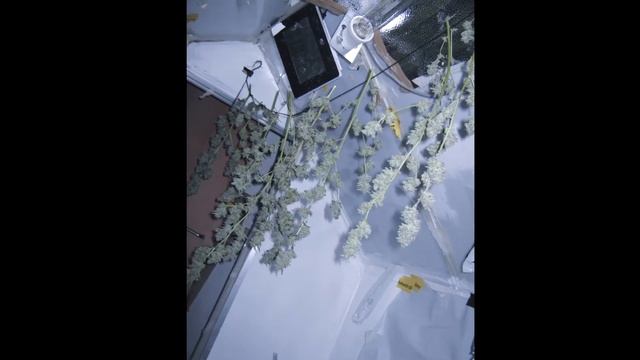 Indoorgrow Ed Rosenthal Super Bud + White Widow смотреть онлайн