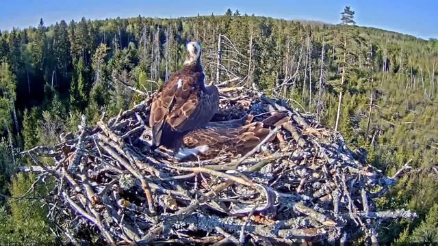 Unringed osprey on the nest смотреть онлайн