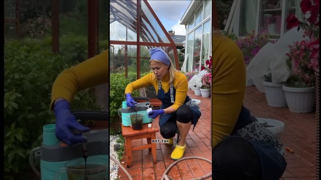 Чистота в теплице — залог здорового урожая в следующем сезоне! смотреть онлайн