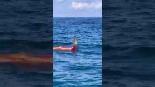 Shark won’t bother her смотреть онлайн