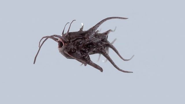 Tentacle Monster смотреть онлайн