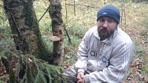 гриб трутовик. полезные свойства