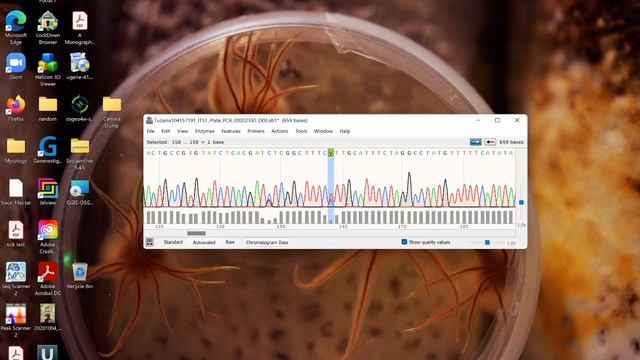Analyzing a trace file using Snapgene viewer смотреть онлайн