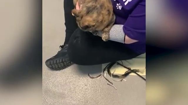 Animal Care & Control Virtual Tour | April 26th, 2023 смотреть онлайн
