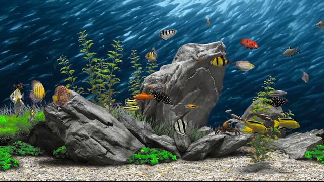 Ocean’s Feast (4K UHD60) Movie Background Digital Fish Aquarium Relaxing Screensaver смотреть онлайн
