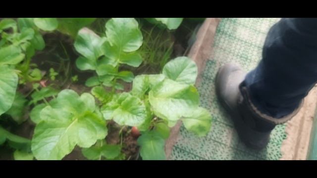 КОТЕЛЬНАЯ ГАЛАКТИКА смотреть онлайн