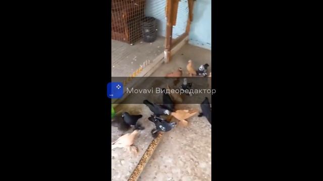 Голуби Казахстана Алматы Алматинская область хозяин Чингиз