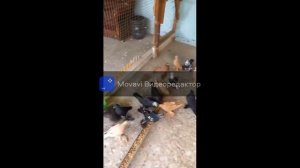 Голуби Казахстана Алматы Алматинская область хозяин Чингиз