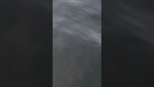 Дельфины чуть катер не протаранили смотреть онлайн