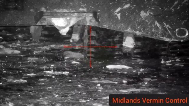 50+ rats- Winter ratting - pard nv008 lrf- night vision rat hunting смотреть онлайн