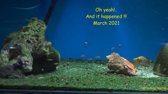 Altolamprologus Compressiceps 