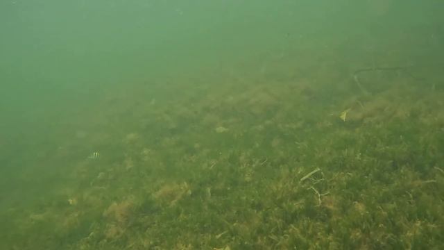 Bonaire - dag 13 - mangrove kajakken & zeepaardje gespot op de laatste duik смотреть онлайн