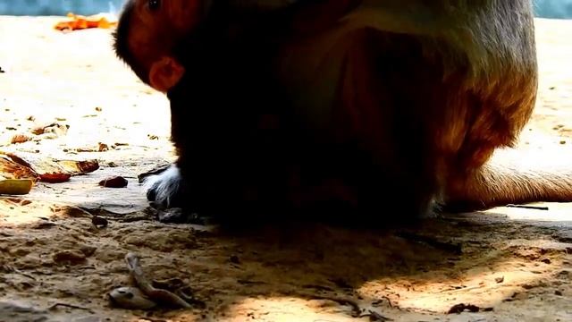 NO MILK...Pitiful poor little baby got rejected // Mom monkey fights her baby to stop milk смотреть онлайн