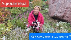 Ацидантера -цветок из Африки.Как сохранить до весны? Особенности выращивания.