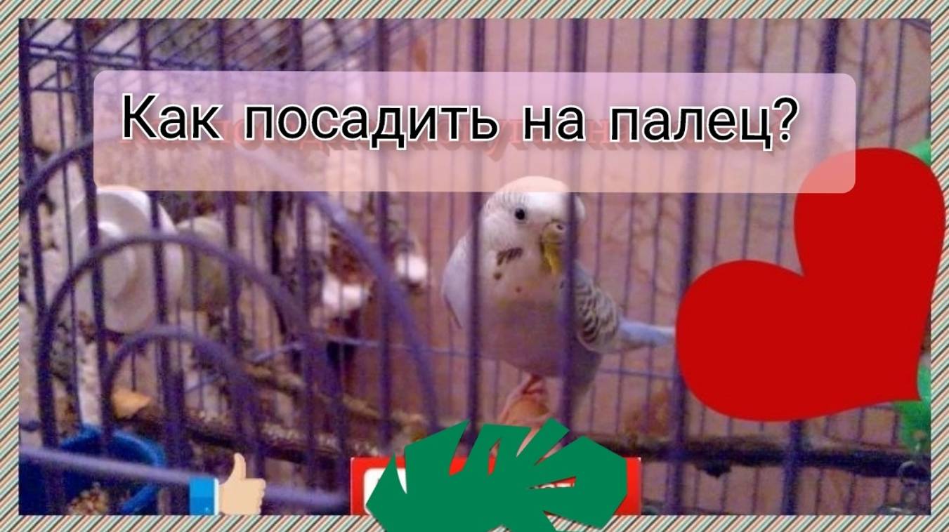 Как заставить Волнистого Попугая сесть Вам на палец и доверять вам? Приручаем попугая сесть на палец смотреть онлайн
