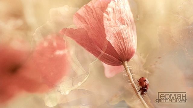 Kol-O-Bok - Нежность (про очень нежные отношения между мужчиной и женщиной) смотреть онлайн